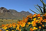 Remembering Judy Ackerman: A Veteran’s Legacy of Advocacy for Castner Range National Monument