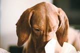 A dog reading a book