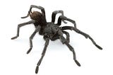 A Tarantula Named Cash