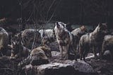 Les loups sont entrés dans Paris