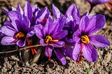 EXPLORING THE EXTRAVAGANCE OF KASHMIRI SAFFRON: A Fortune of Smell and Flavor
