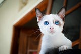 Things To Know Before Breeding Your Cat