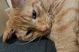 Orange Cat Laying on Chair, looking at camera