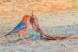 How the Names of All Birds in Bangladesh Were Given in Bengali