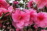 Photo of camellia flowers