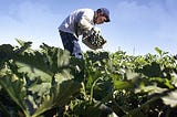 Impact of Agricultural Subsidies