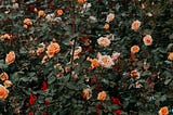 The Man Who Waters the Roses