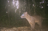 Makira Lessons: Why Do Fosa Eat Soap (Or, Euplerids Are Enigmas)