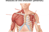 Anterior muscles of the shoulder, showing the shallow view on the left and the interior view with rib attachments on the right.