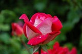 Love is a Roseflower: Osho’s Wisdom on Letting Love Bloom