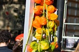 A London Vignette: Columbia Road Flower Market