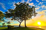 Trees poised on a hill against the backdrop of a setting sun.