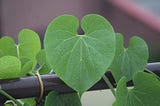 Tinospora cordifolia: Immune boosting AMRITA at home during this Pandemic.