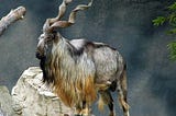 Endangered species in Pakistan