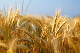 Tenacity and Torah: Ruth and Shavuot