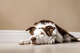 5 Ways to Keep Your Dog Content and Your House Clean