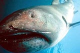 Meet The Megamouth Shark, A Giant Sea Doofus