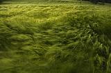 Windblown Wheat, Norway