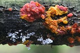 Yellow slime mold, Badhamia utricularis, feeding on a red mushroom called red scarlet splash fungus, Cytidia salicina. Photo by Henri Koskinen