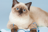 Cat with glasses and a book