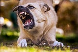 Dog showing teeth and snarling.