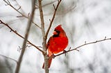 A male cardinal sits on a budding branch