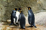 Four king penguins hanging out on a rock