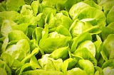The difference is striking when it comes to yellow lettuce.
