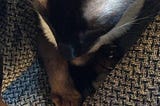 of a cat lying neither here nor there . . .