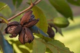 Landscaping With Pecan Tree