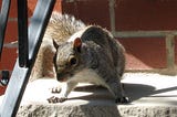 City Critters: The Eastern Gray Squirrel