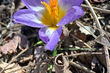 Crocus flower growing in leaf litter