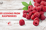Life lessons from raspberries