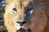 We all have the lion hidden inside us