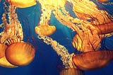 Illustration of a bloom of jelly fish on a blue background