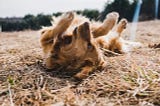 Does Your Dog Ignore You Off Lead?