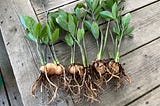 Plants removed from their pots, bulbs and roots exposed