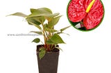 Anthurium Red Dragon