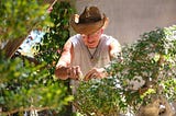 Beautiful, dedicated slowness: exploring bonsai’s peaceful roots