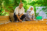 Harvesting Sweet Success