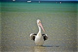 Come Relax in Our Perky Pelican Condo