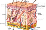 Layers of the Skin