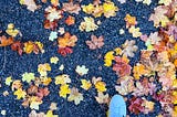 🍂 Embracing Change: Lessons from Falling Leaves for Software World 💻
