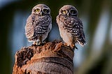 புள்ளி ஆந்தை Spotted Owlet (Athene brama)