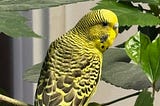 A green parakeet is sitting on a branch of a hibiscus bush.