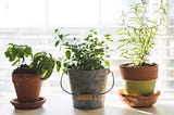 How to Grow Herbs in Your City Apartment