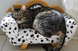 Tabby cat sound asleep on a miniature sofa which is upholstered in white cloth with black spots