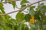 A yellow oriole with its mouth open perched in a tree with green leaves