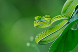 a vibrant green python coiled on a tropical leaf, symbolizing Python’s new template string (t-string) feature in version 3.14
