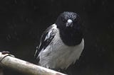 Pied Butcherbird — a black and white bird with a grey hooked beak and a piercing stare — looking down the camera lens. It’s raining heavily and the bird’s head is shiny with rain.